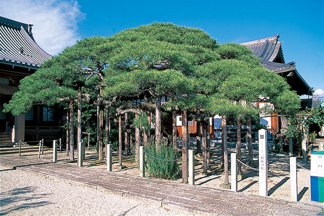 臥龍の松