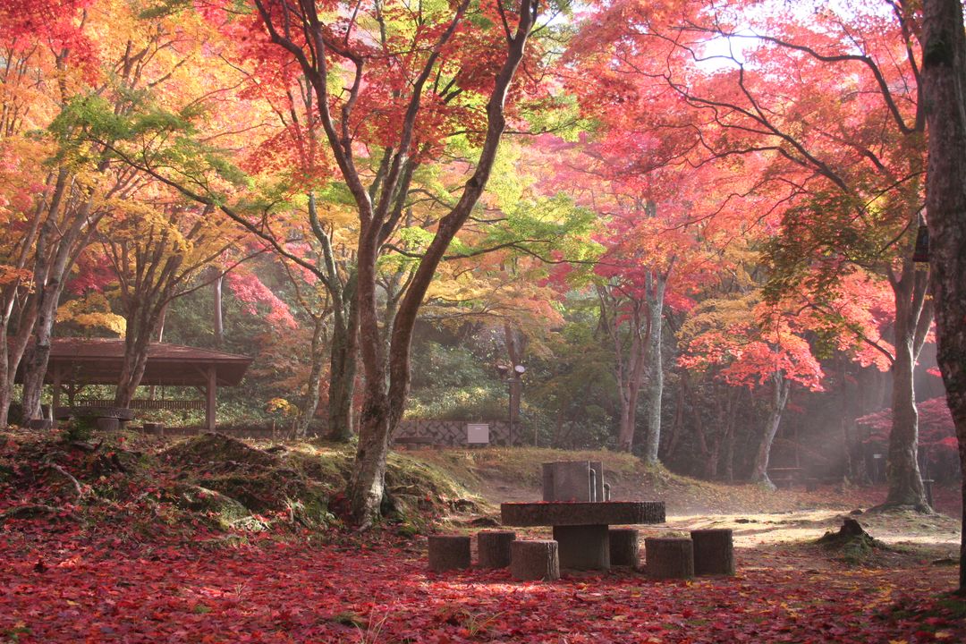 もみじ公園（笠置山自然公園）