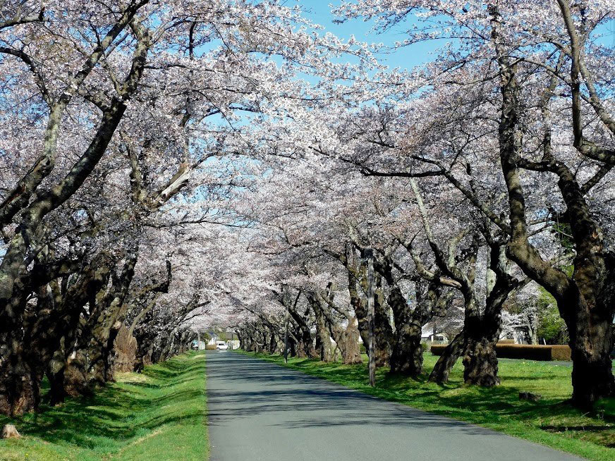 岩手県立農業大学校桜の回廊