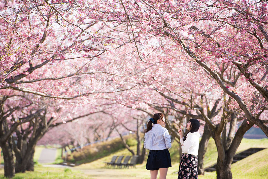 思川桜