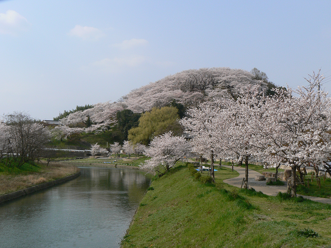 三室山（桜）