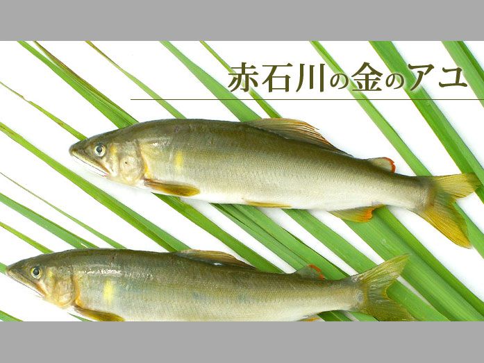 赤石川の金アユ