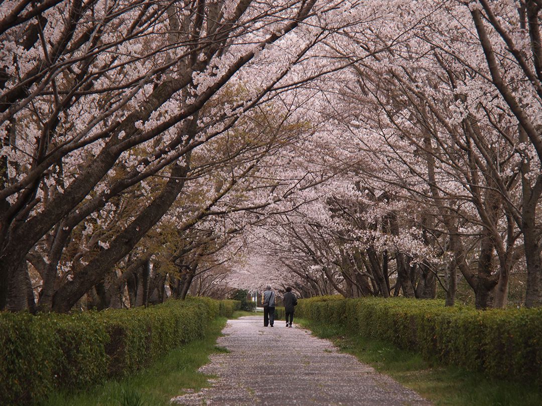 橦木緑道の桜並木