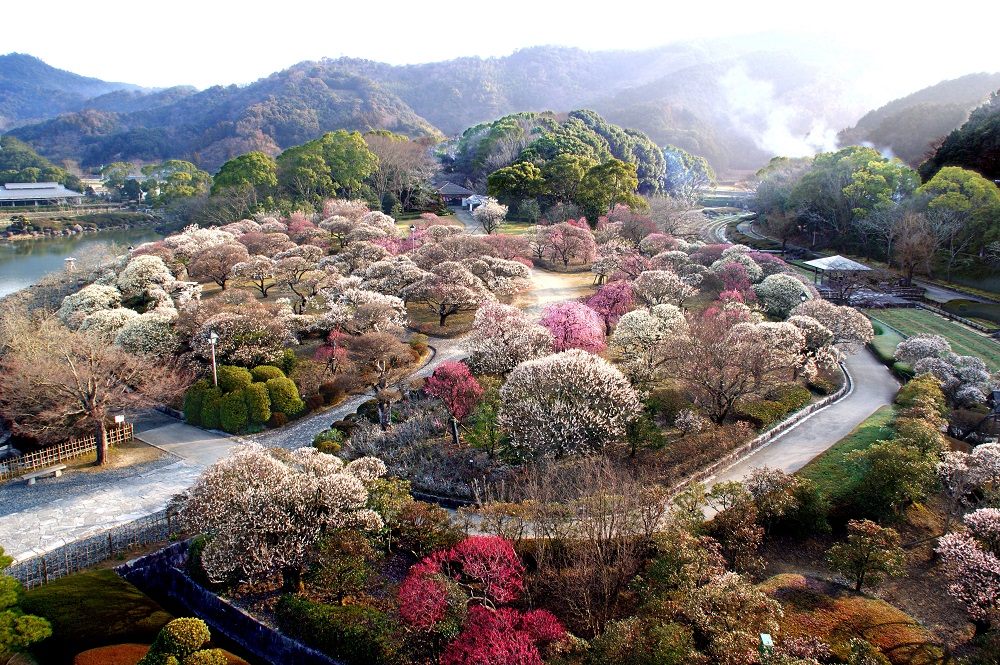 南楽園（梅の季節）