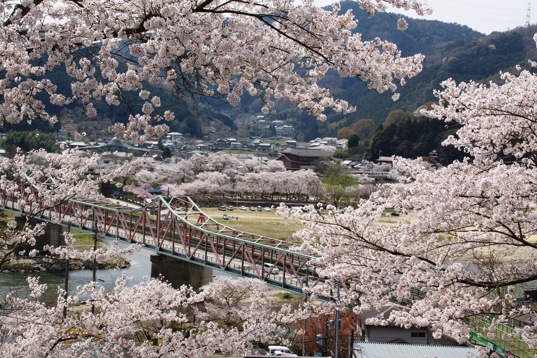 木津川河川敷の桜